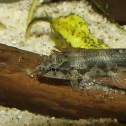 Gecko Loach, photo 3