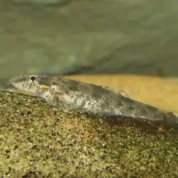 Gecko Loach, photo 4