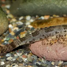 Gecko Loach, photo 5