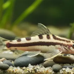 Gecko Loach, photo 1