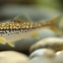 Lizard Loach, photo 2