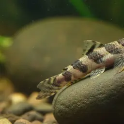 Lizard Loach, photo 1