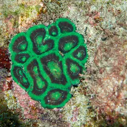 Starry Cup Coral, photo 1