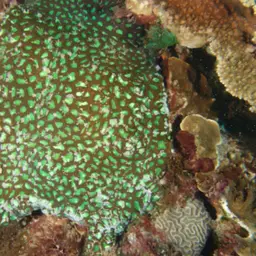 Starry Cup Coral, photo 2