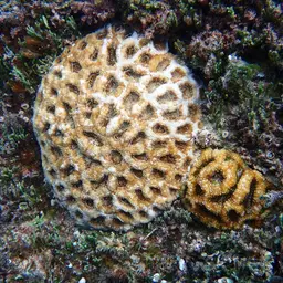 Starry Cup Coral, photo 3