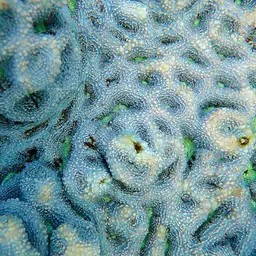 Starry Cup Coral, photo 4