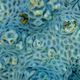 Starry Cup Coral, photo 5