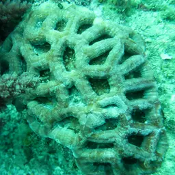 Starry Cup Coral, photo 6