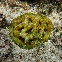 Starry Cup Coral, photo 7