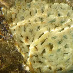Starry Cup Coral, photo 8