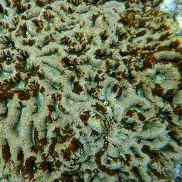 Starry Cup Coral, photo 9