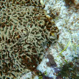 Starry Cup Coral, photo 10