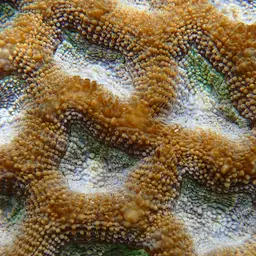 Starry Cup Coral, photo 12