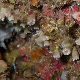 Weymouth Carpet Coral