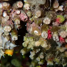 Weymouth Carpet Coral, photo 2