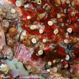 Weymouth Carpet Coral, photo 3