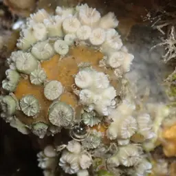 Weymouth Carpet Coral, photo 4