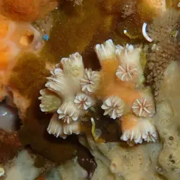 Weymouth Carpet Coral, photo 5