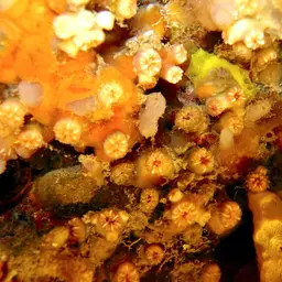 Weymouth Carpet Coral, photo 6