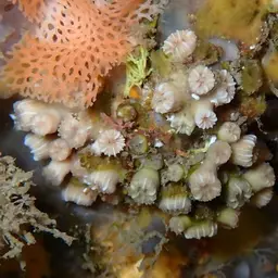 Weymouth Carpet Coral, photo 7