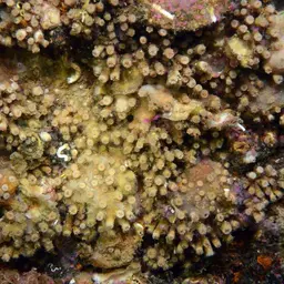 Weymouth Carpet Coral, photo 8