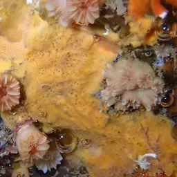 Weymouth Carpet Coral, photo 9