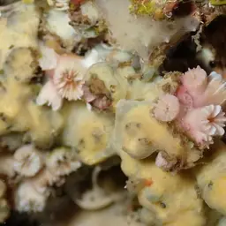 Weymouth Carpet Coral, photo 10
