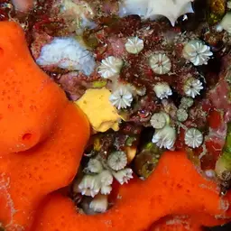Weymouth Carpet Coral, photo 11
