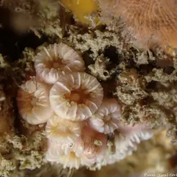 Weymouth Carpet Coral, photo 12