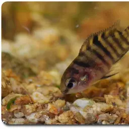 Parrot Cichlid, photo 1