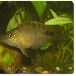 Parrot Cichlid, photo 2