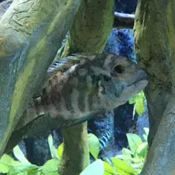 Parrot Cichlid, photo 3