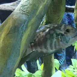 Parrot Cichlid, photo 4