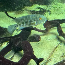 Parrot Cichlid, photo 5
