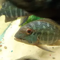 Parrot Cichlid, photo 6