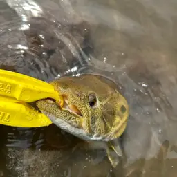 Tiger Characin, photo 2