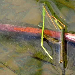 Tiger Characin, photo 3