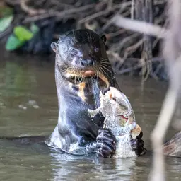 Tiger Characin, photo 1