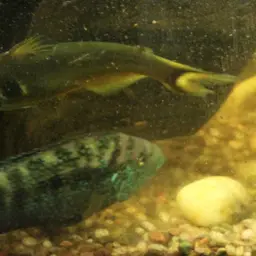 Bulls Eye Catfish