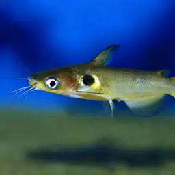 Bulls Eye Catfish, photo 2