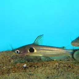 Bulls Eye Catfish, photo 3