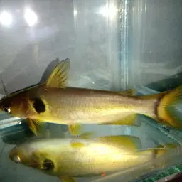 Bulls Eye Catfish, photo 4