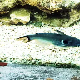 Bulls Eye Catfish, photo 5