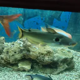 Bulls Eye Catfish, photo 6