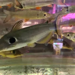Bulls Eye Catfish, photo 7