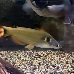 Bulls Eye Catfish, photo 8