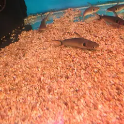 Bulls Eye Catfish, photo 9