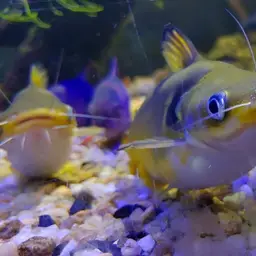 Bulls Eye Catfish, photo 10