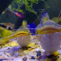Bulls Eye Catfish, photo 11