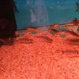 Bulls Eye Catfish, photo 12